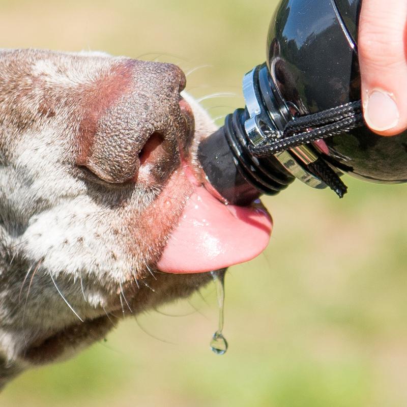Bouteille d'eau avec bec en silicone pliable pour chien - ABC chiens