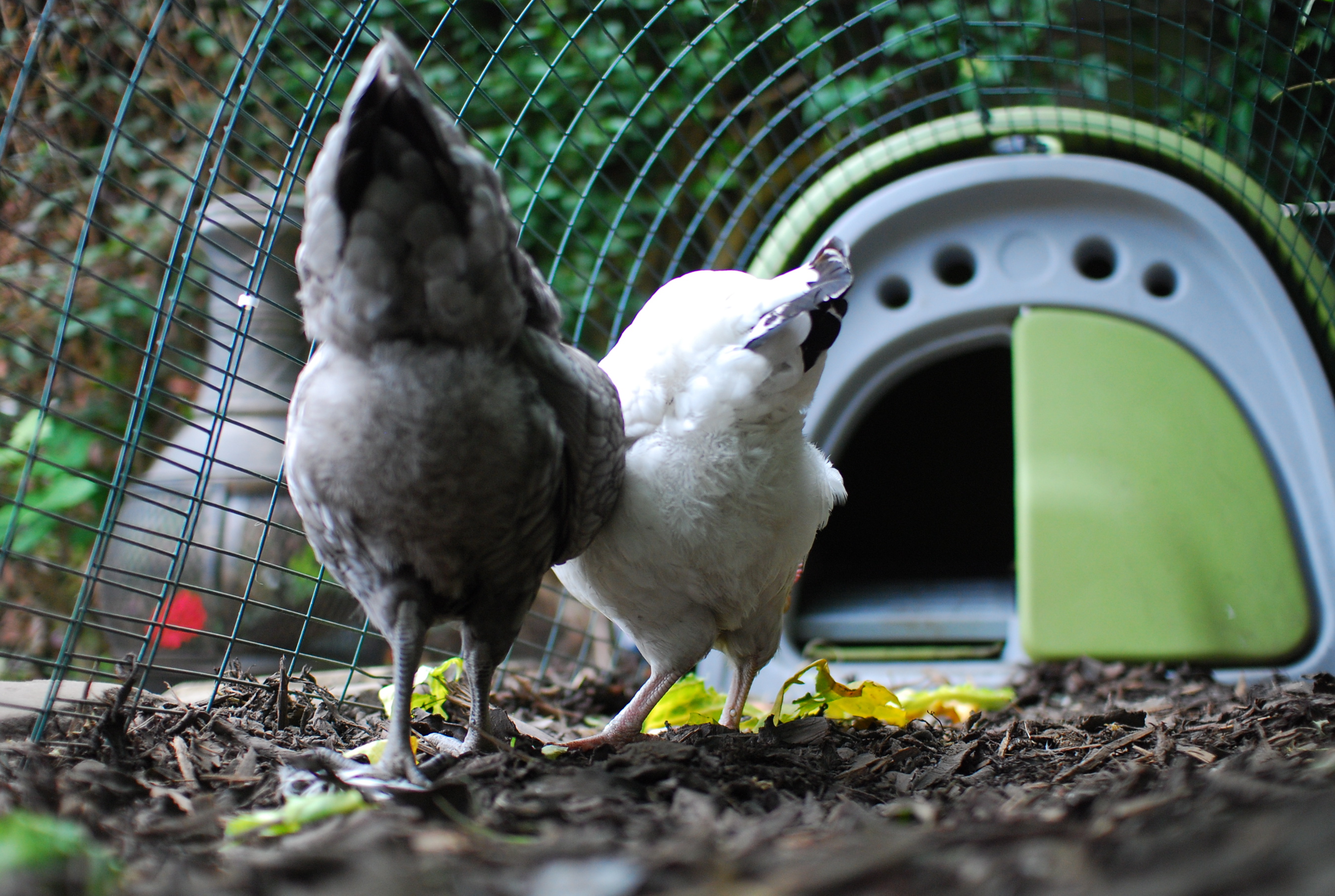 Les superbes poules de Paul Prigg cherchant des insectes dans les copeaux de bois en sécurité dans le confort de leur enclos