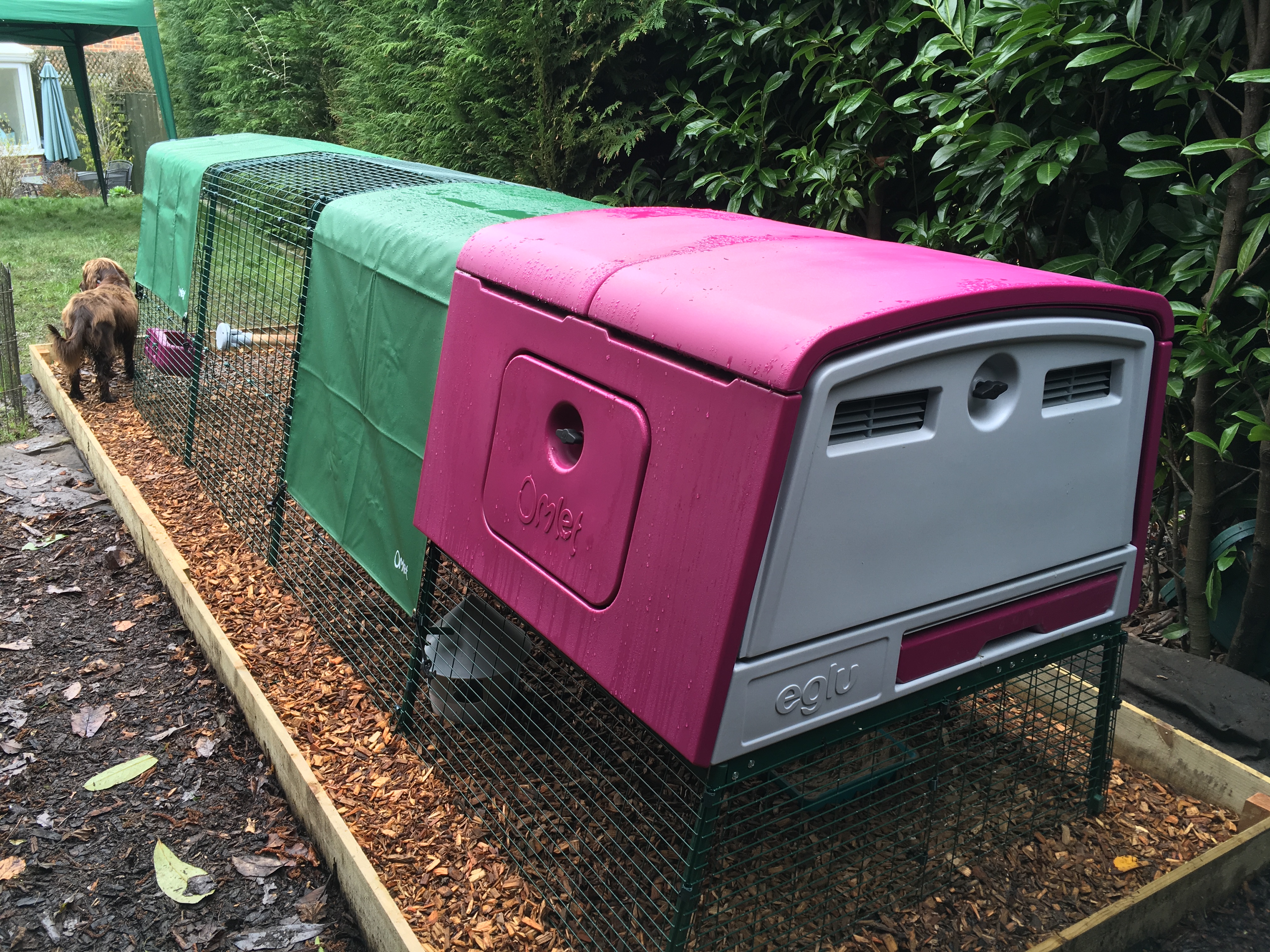 Nouveau Grand Poulailler Eglu Cube Élevage des poules Omlet