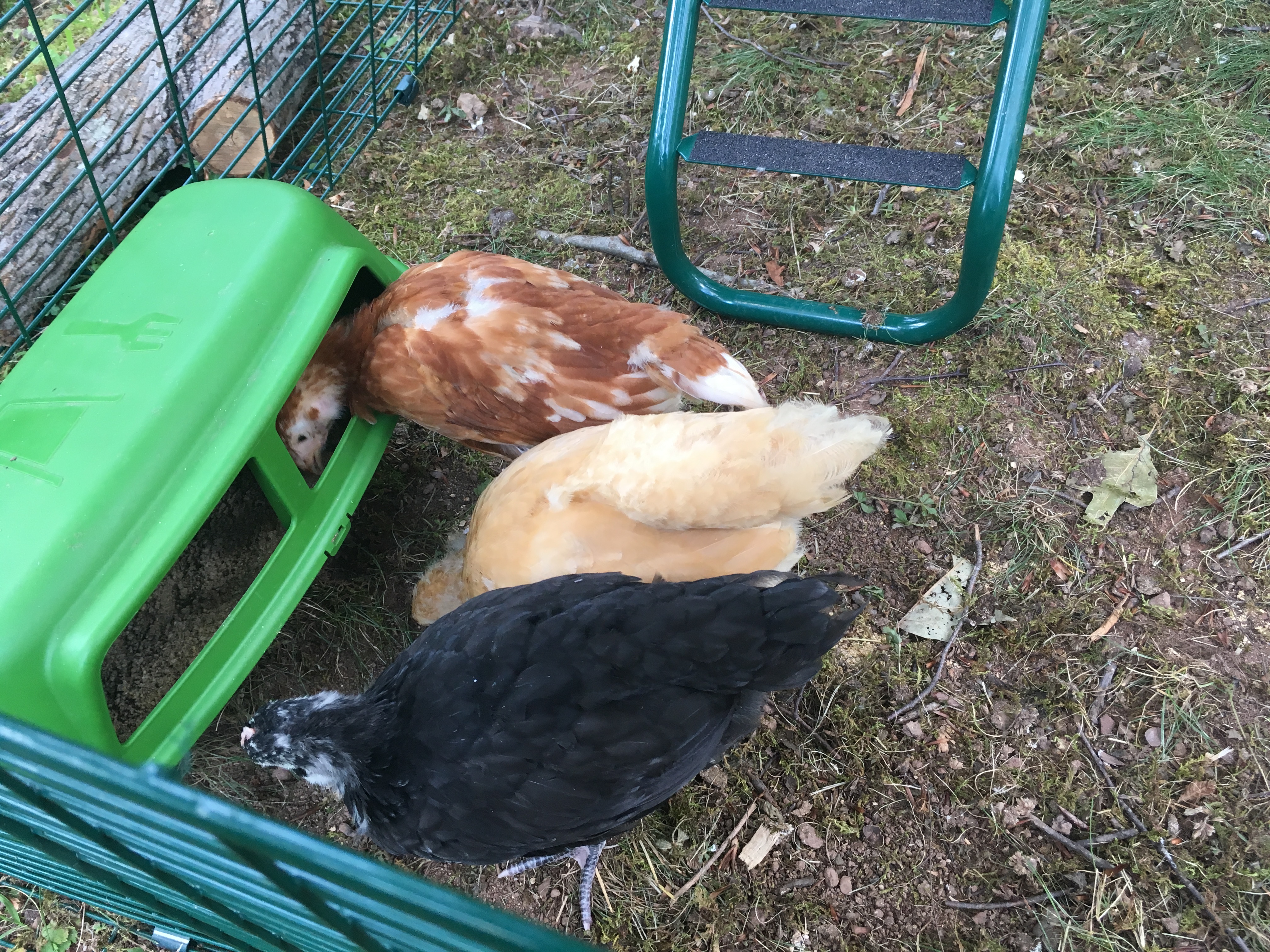 Poulailler Eglu Go Up Avec Enclos De 2m Violet