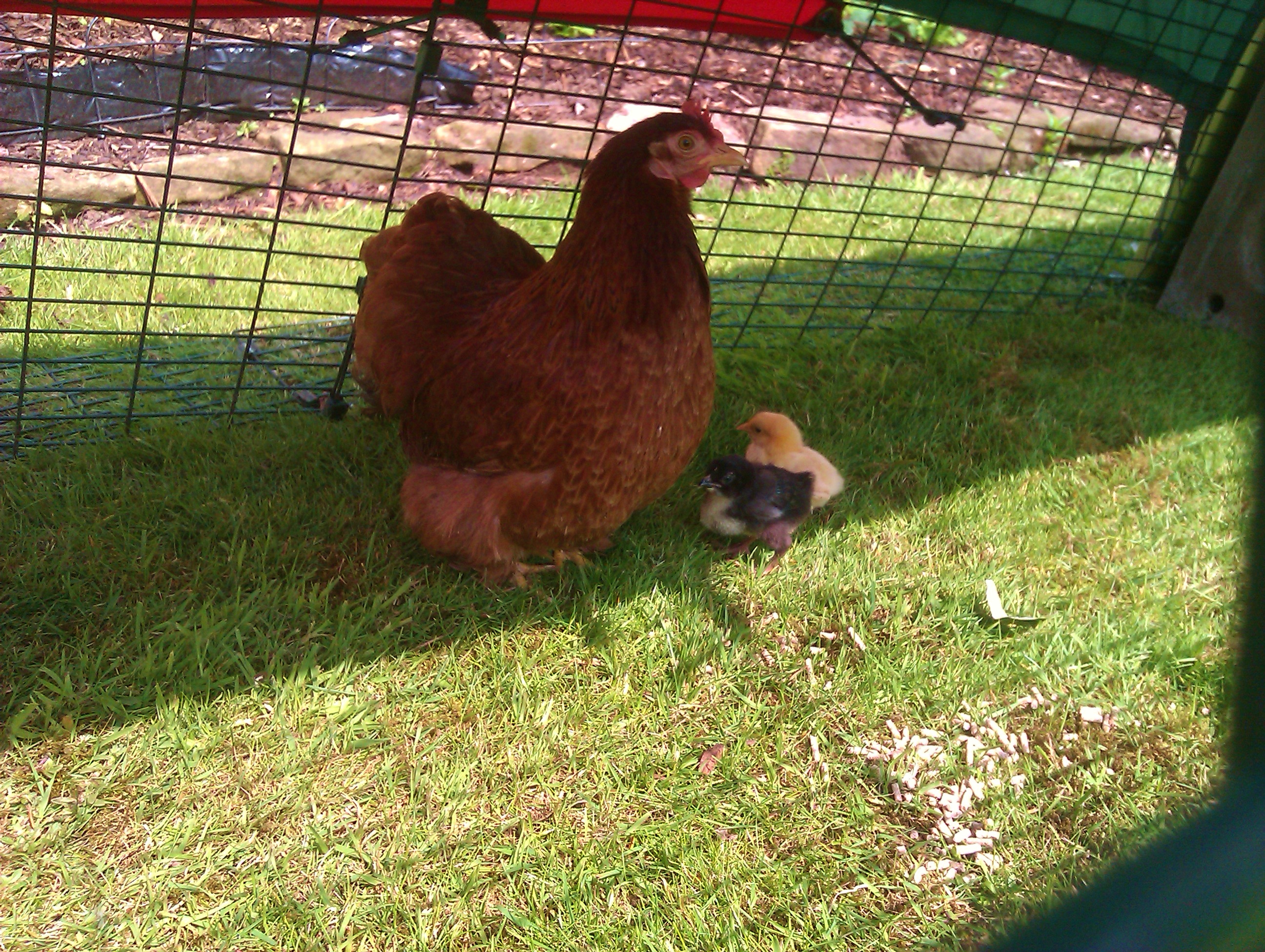 La poule couveuse de Lewis Wescott qui couve de superbes poussins dans son Poulailler Eglu Classic et son Enclos pour Eglu