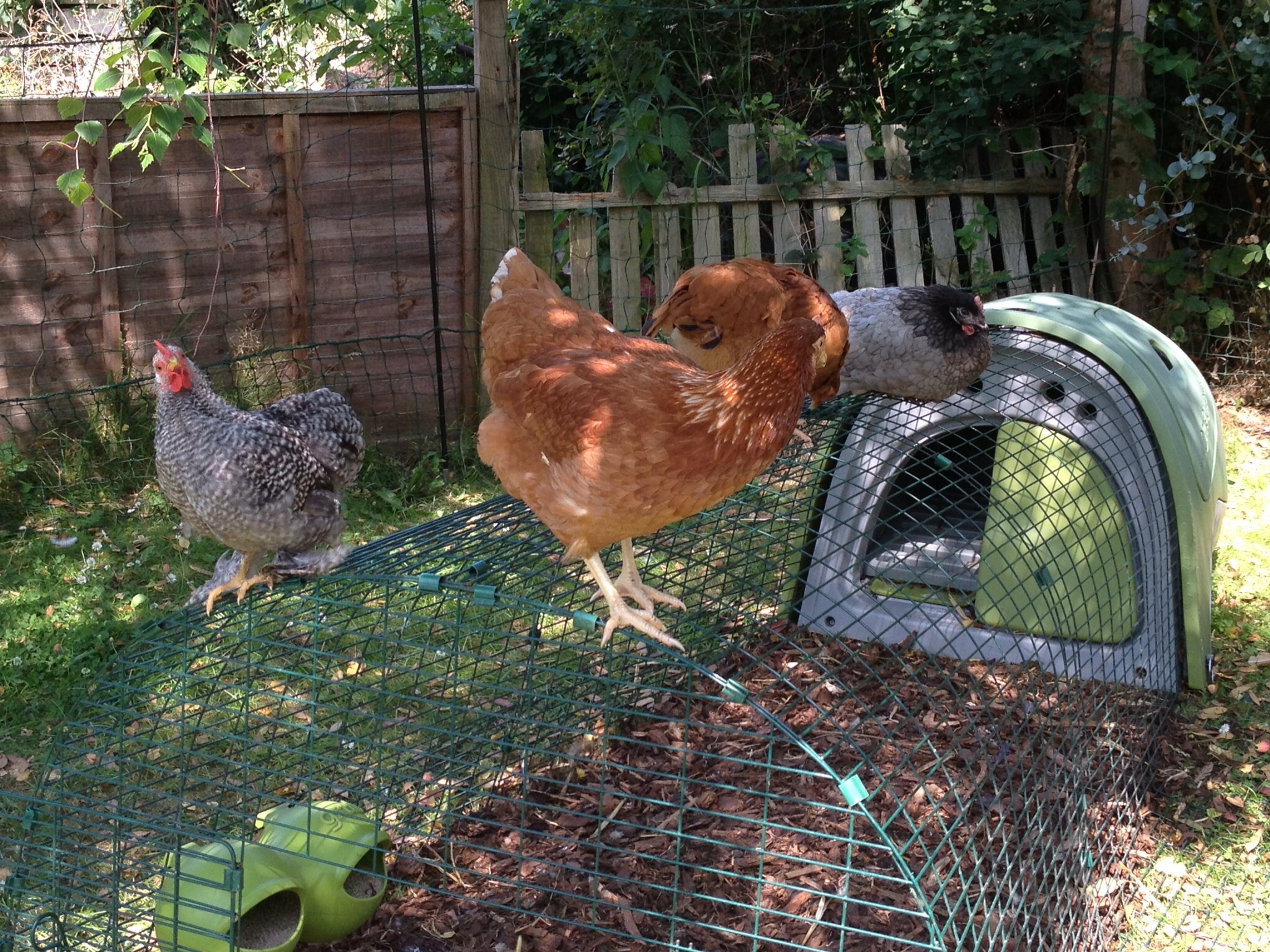 Les poules d'Emilia Taylor qui profitent d'un coin d'ombre dans le jardin