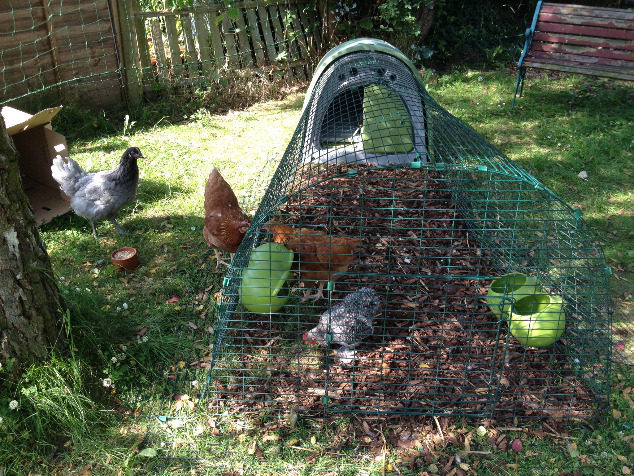 Les poules d'Emilia Taylor adorent chercher des vers de terre dans leur enclos pour Eglu