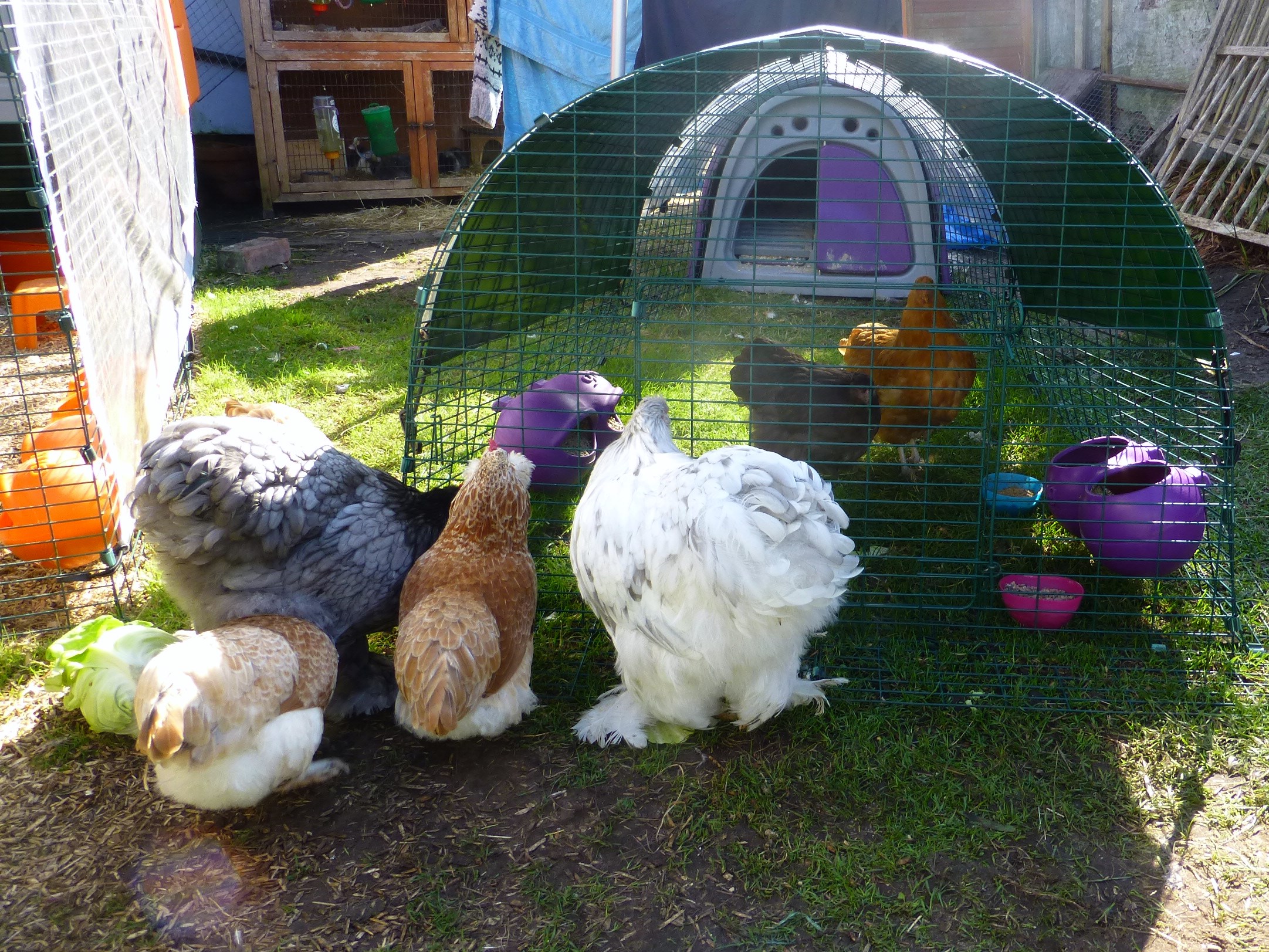 Les poules de Helen Goodson font connaissance avec leurs nouvelles amies Orpington