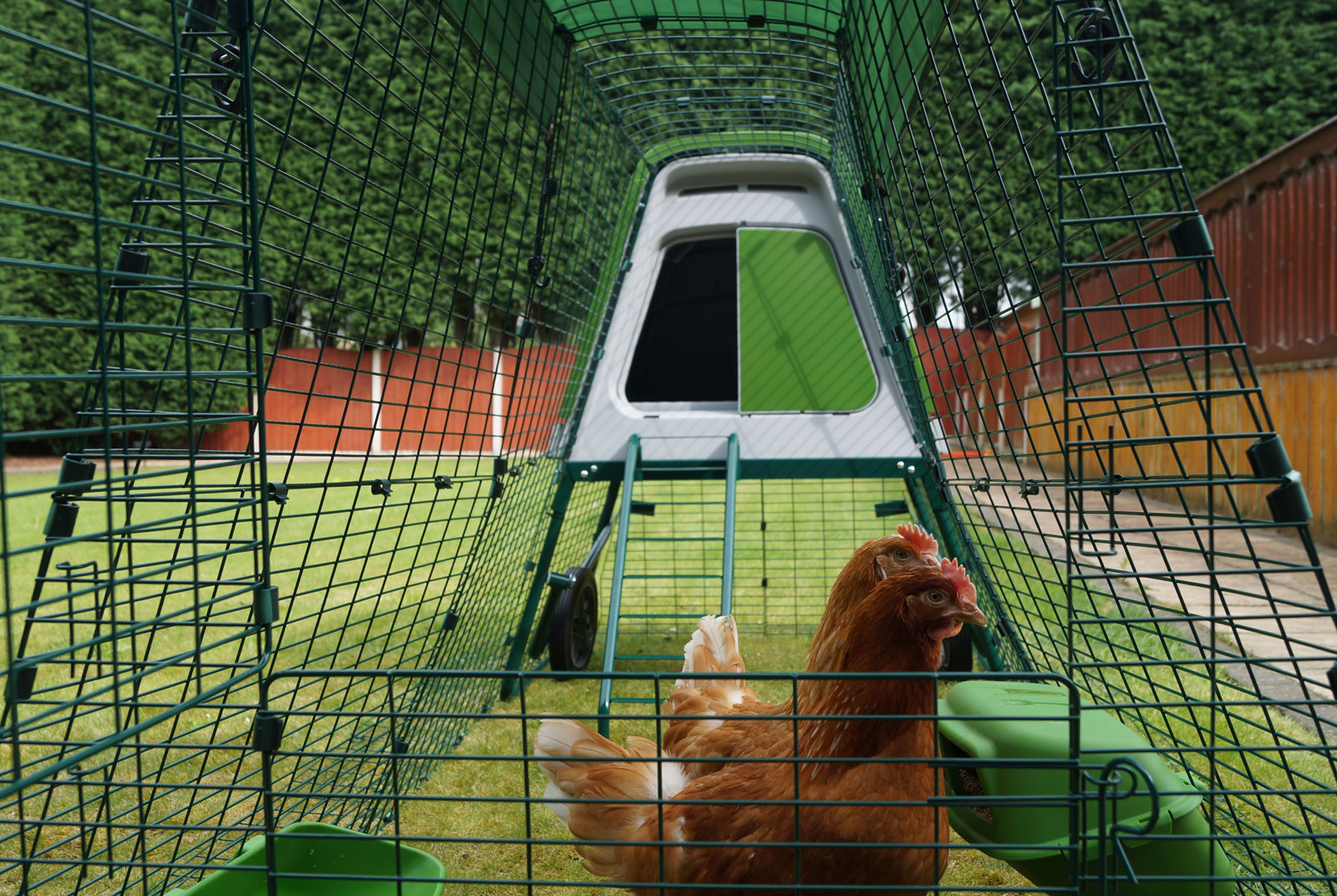 Les Gingernut Rangers de Stephanie Croft, Daphne et Velma, profitant de leur tout nouveau Poulailler Eglu Go UP et son enclos