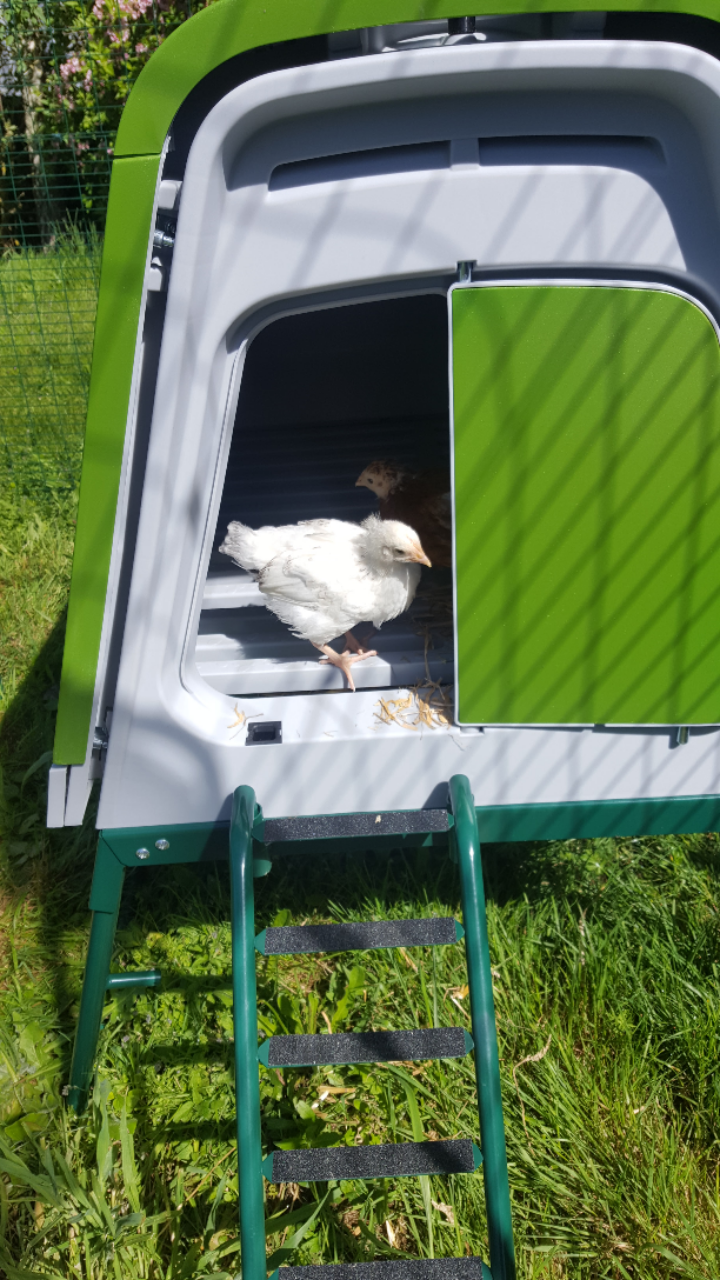 Poulailler Eglu Go UP Élevage des poules Omlet