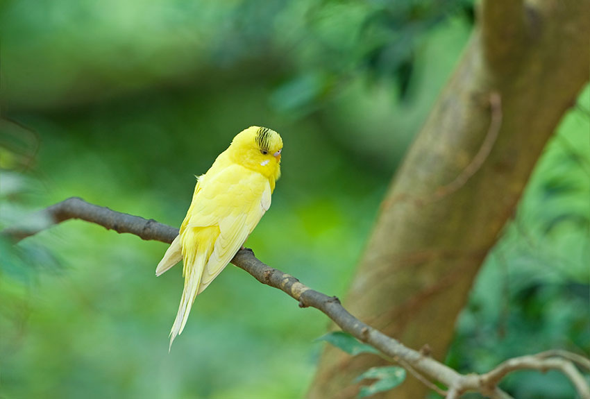 escaped budgie in a tree