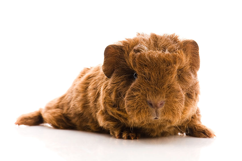 even young guinea pigs have lots of hair
