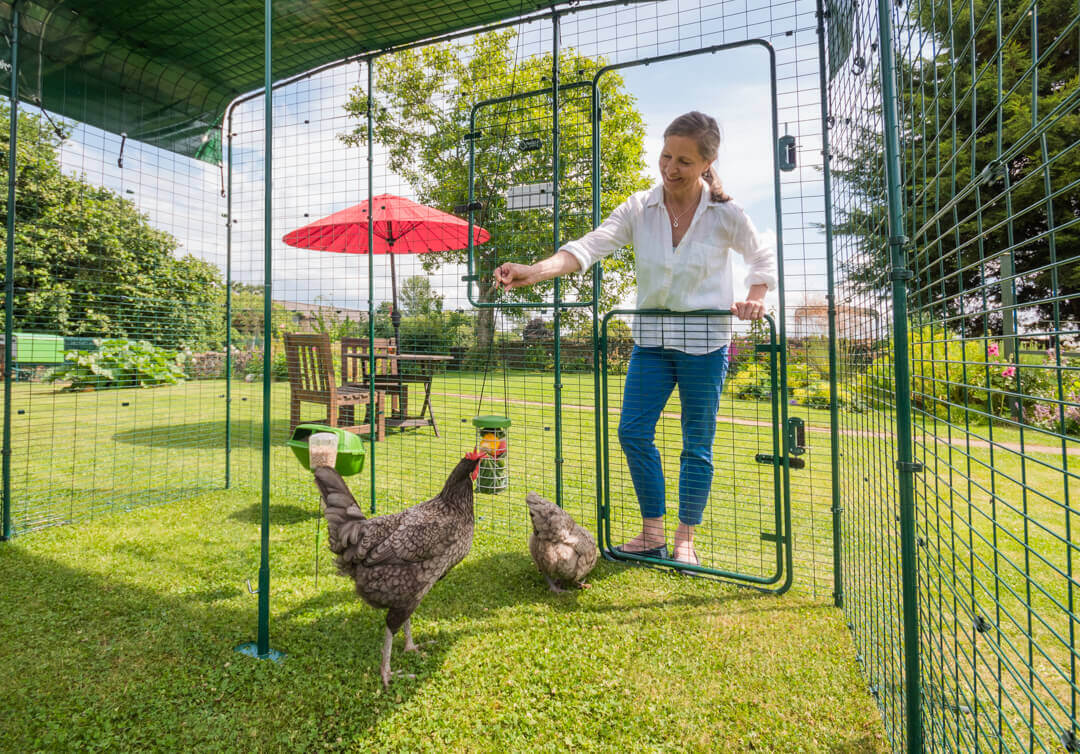 Une femme qui regarde ses poules dans leur extension du Grand Enclos d’Omlet
