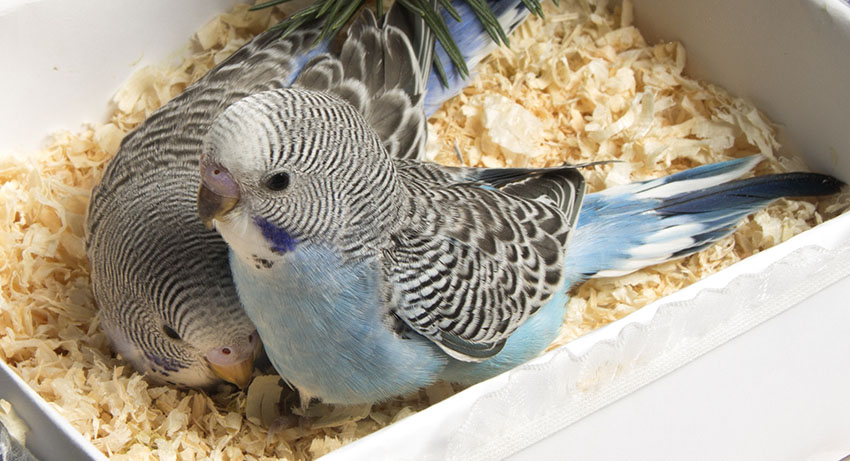 https://www.omlet.fr/images/originals/five_week_old_blue_budgies_in_box.jpg