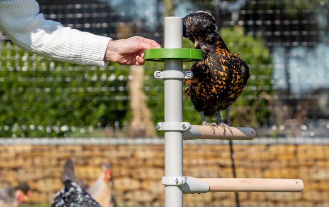 femme qui ajoute des friandises pour poules au porte-friandises fixé à l’échelle à perchoir