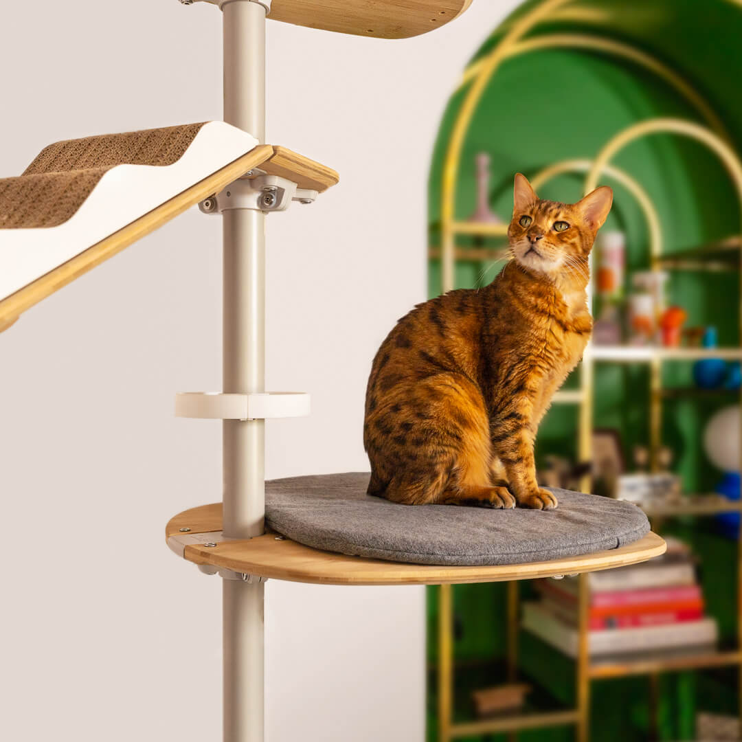 Chat se relaxant dans la tour à chats d'intérieur arbre à chats du sol au plafond