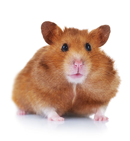 gerbil or hamster