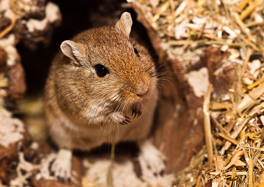 gerbil parasites 