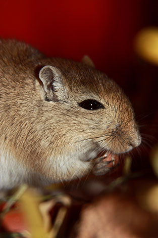 gerbils love food