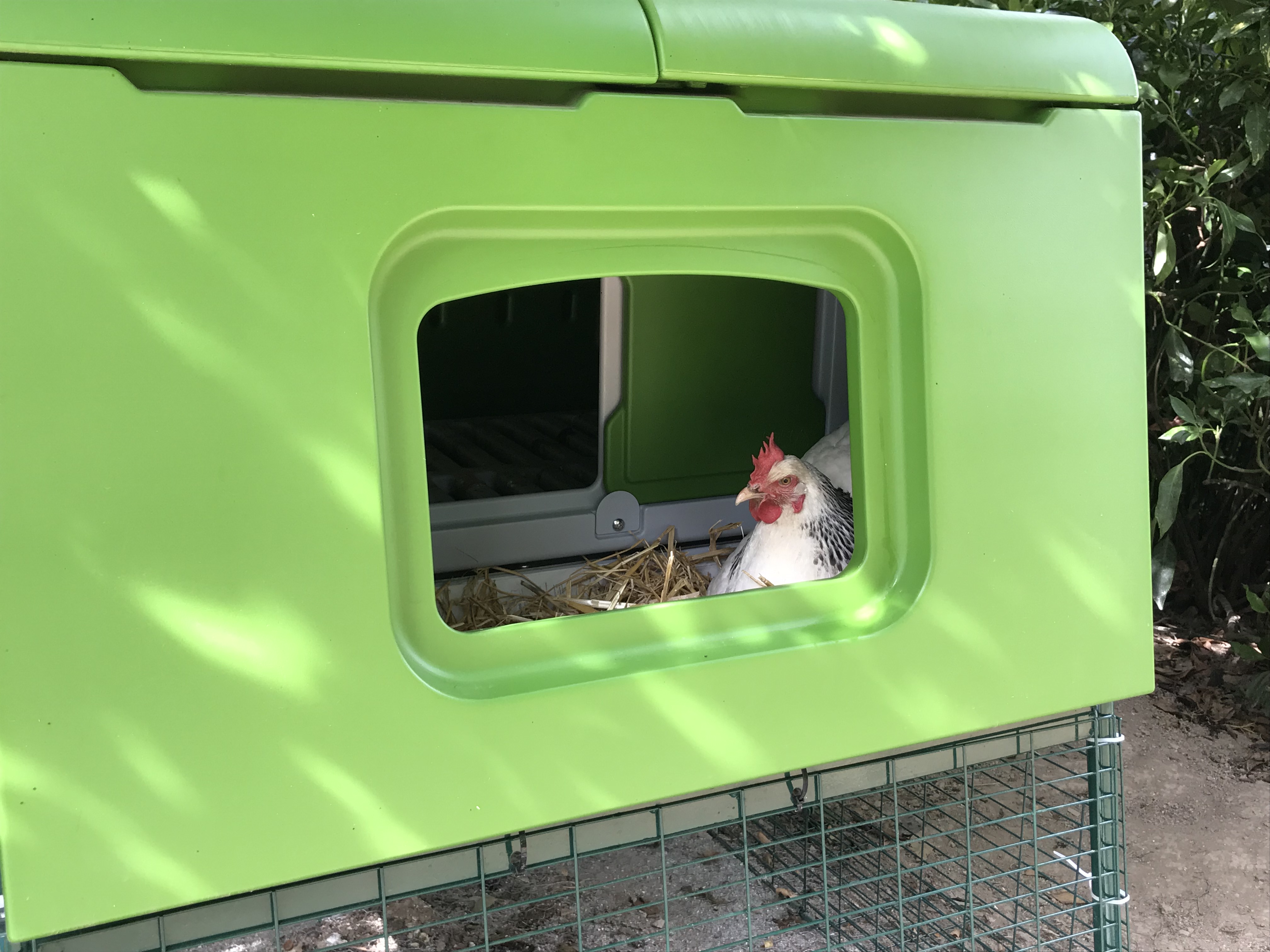 Grand Poulailler Eglu Cube Poulaillers, Grand Enclos, Filet à poules