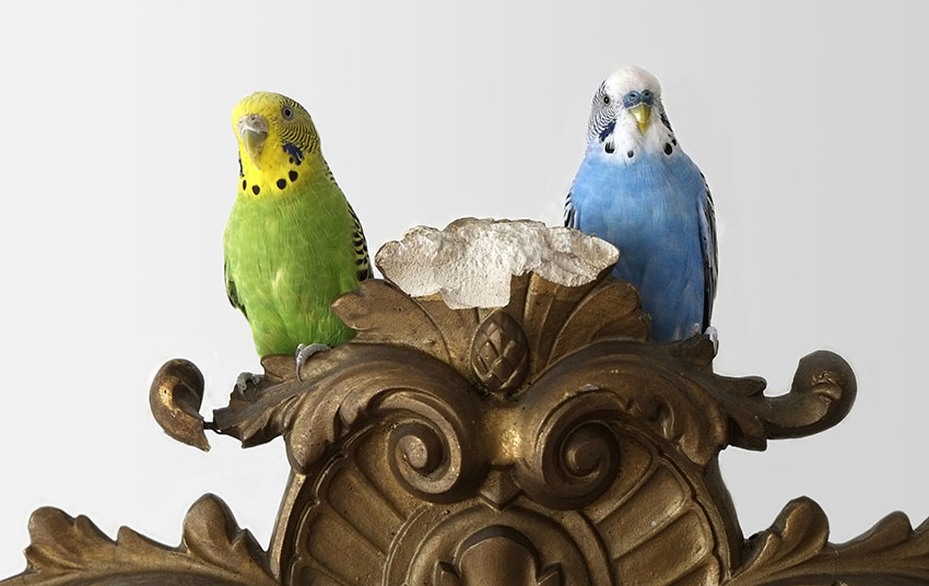 green budgie and blue budgie