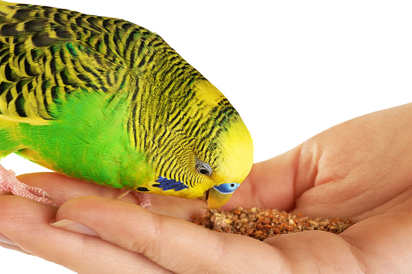 green budgie feeding from hand