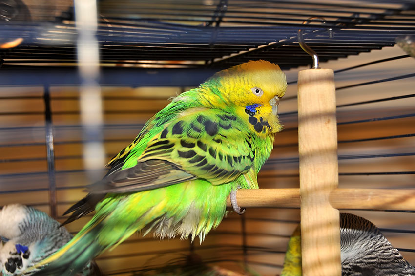 Green budgie fluffed up