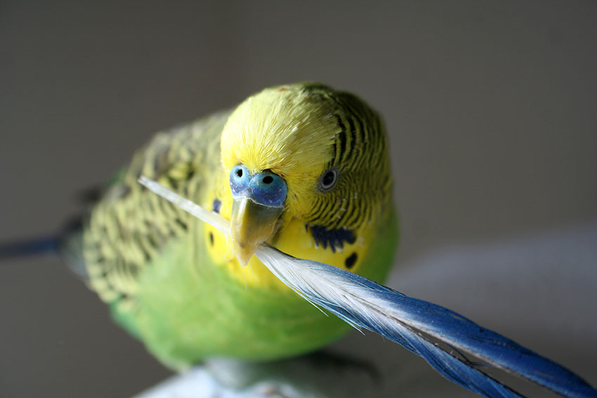 green_male_budgie_holding_feather