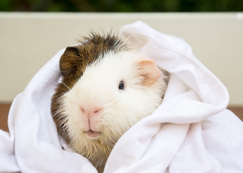 guinea pig enjoying her monthly bath