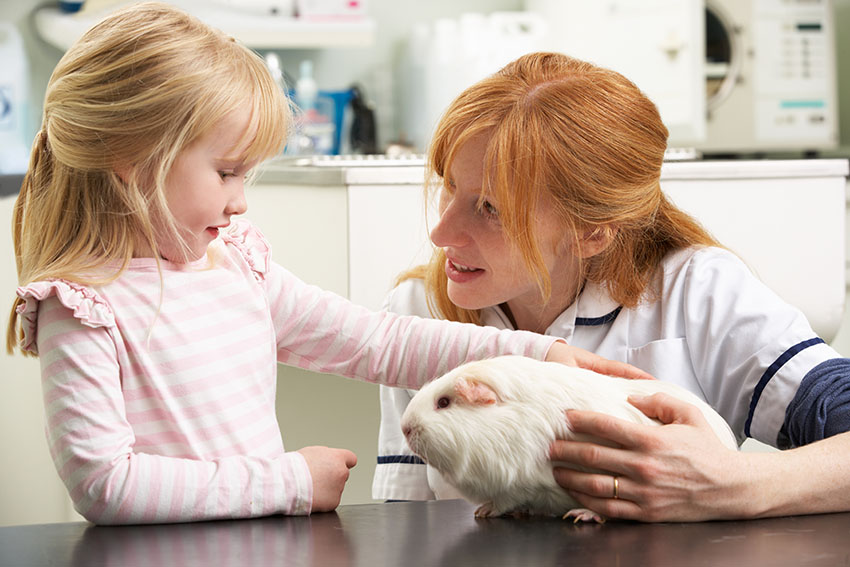 guinea pig seeing a vet