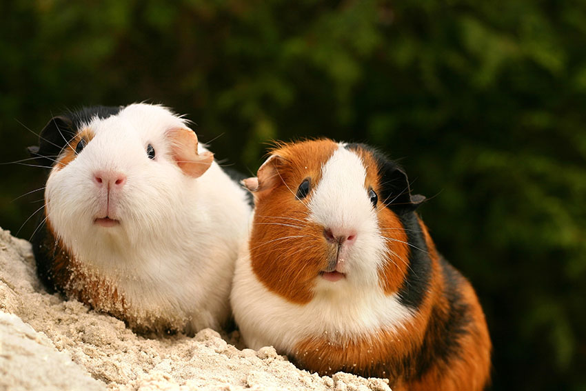 guinea pigs choosing some names for each other