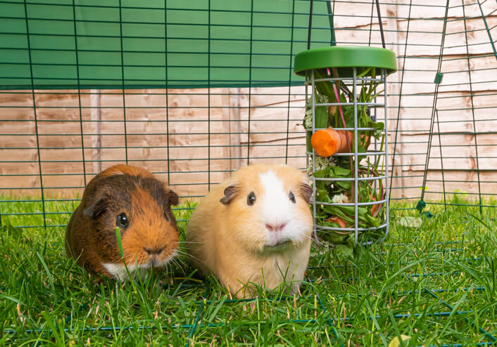 Two guinea pigs in an Eglu Go run with a Caddi Guinea Pig Feeder full of fresh food