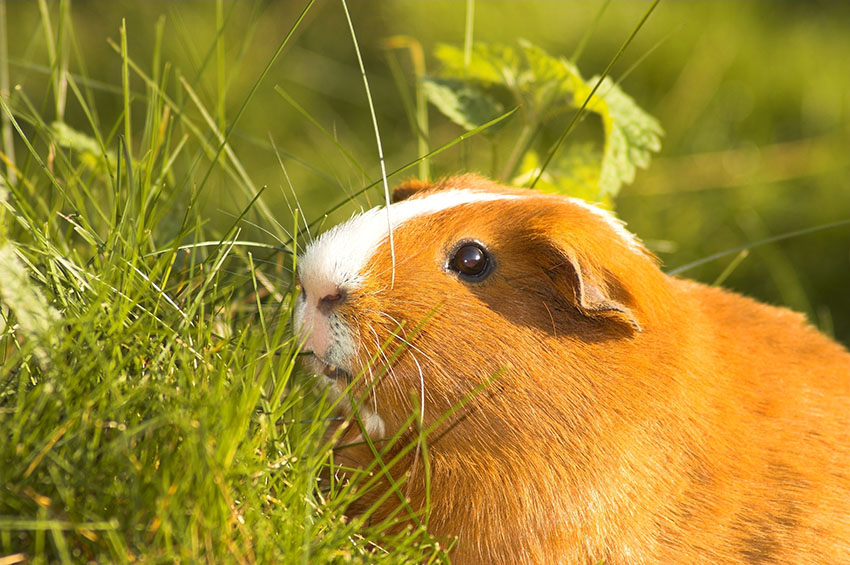 guinea pigs love grass