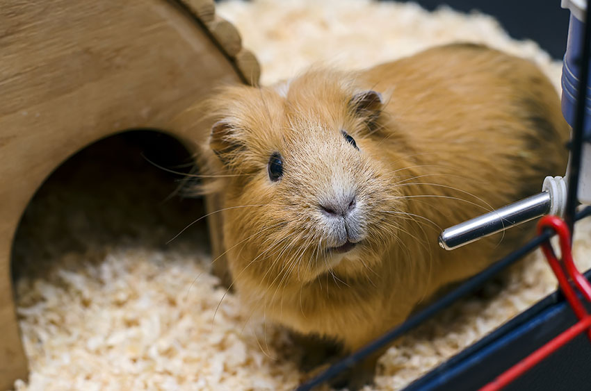 guinea pigs love having a place to hide