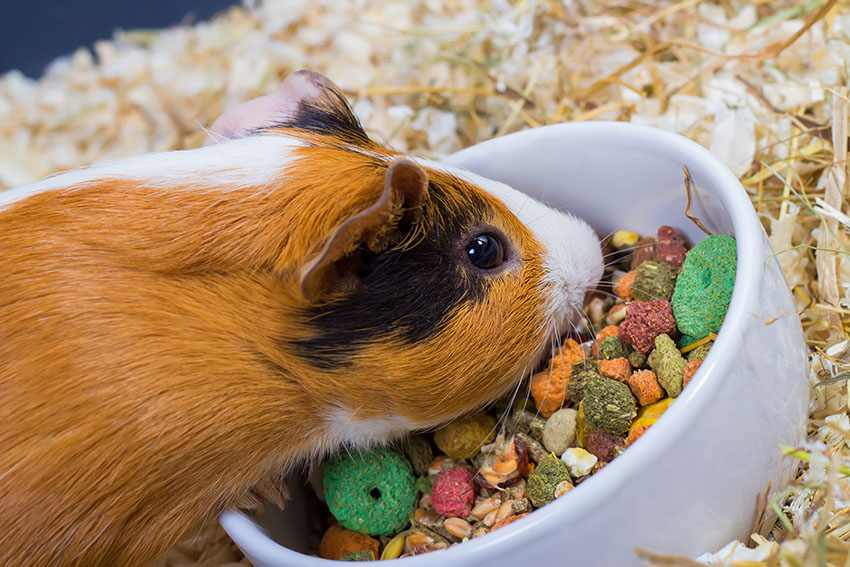 Quelle quantité de nourriture donner à vos cochons d'Inde ?