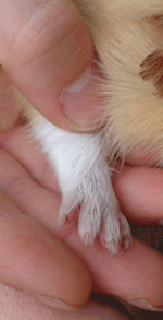 guinea pig nails