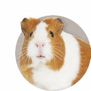 Guide Sur Les Cochons d'Inde