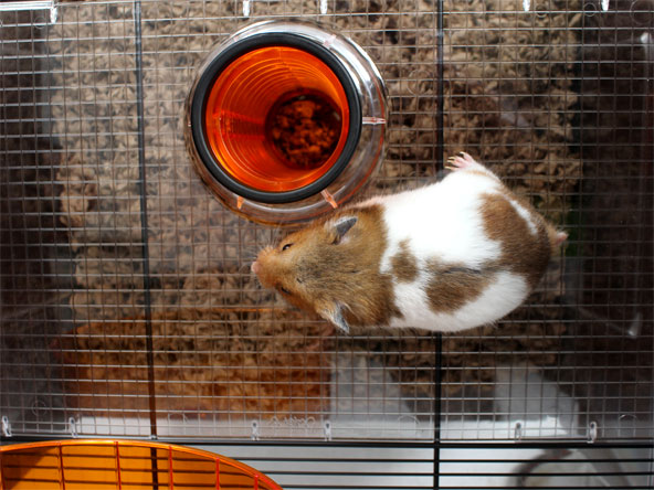 hamster-dans-la-cage-qute