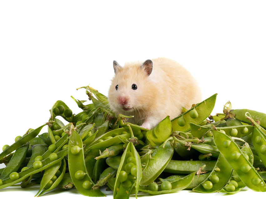 hamster food costs