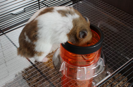 /images/originals/hamster-qui-descent-le-tube-de-la-cage-qute