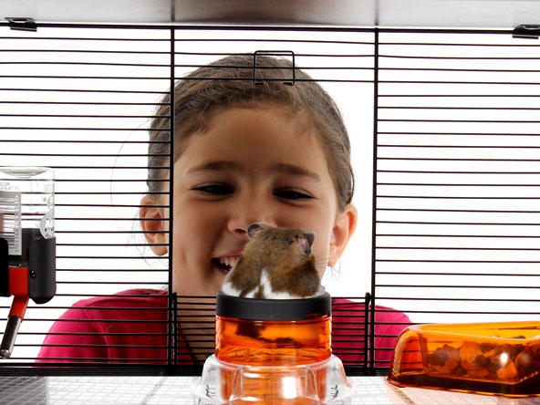 hamster-qui-monte-le-tube-de-la-cage-qute.jpg