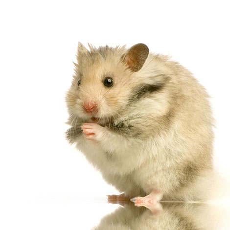 hamsters are rodents