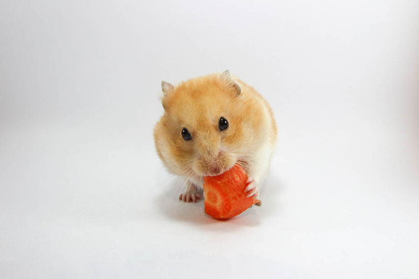 hamsters diet is important