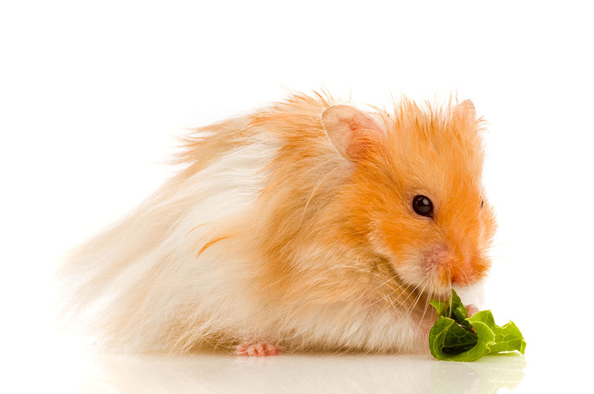 La nourriture fraîche pour hamsters, Nourrir votre hamster