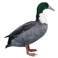 Canard à bec courbé