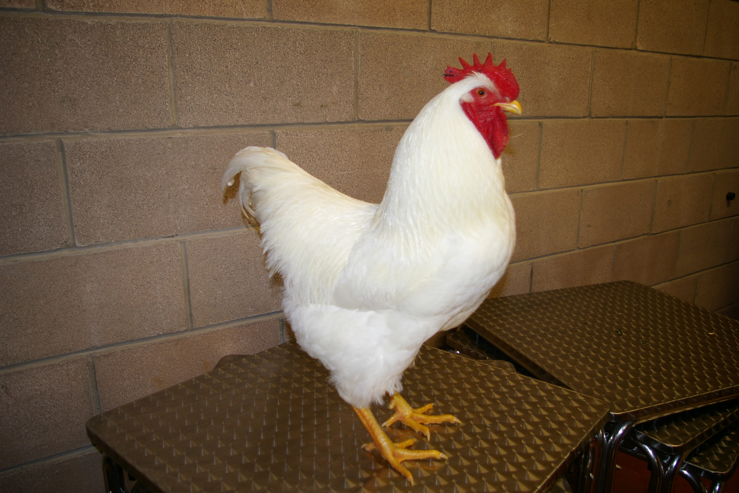Plymouth Rock For Sale Poules Informations sur les races Omlet