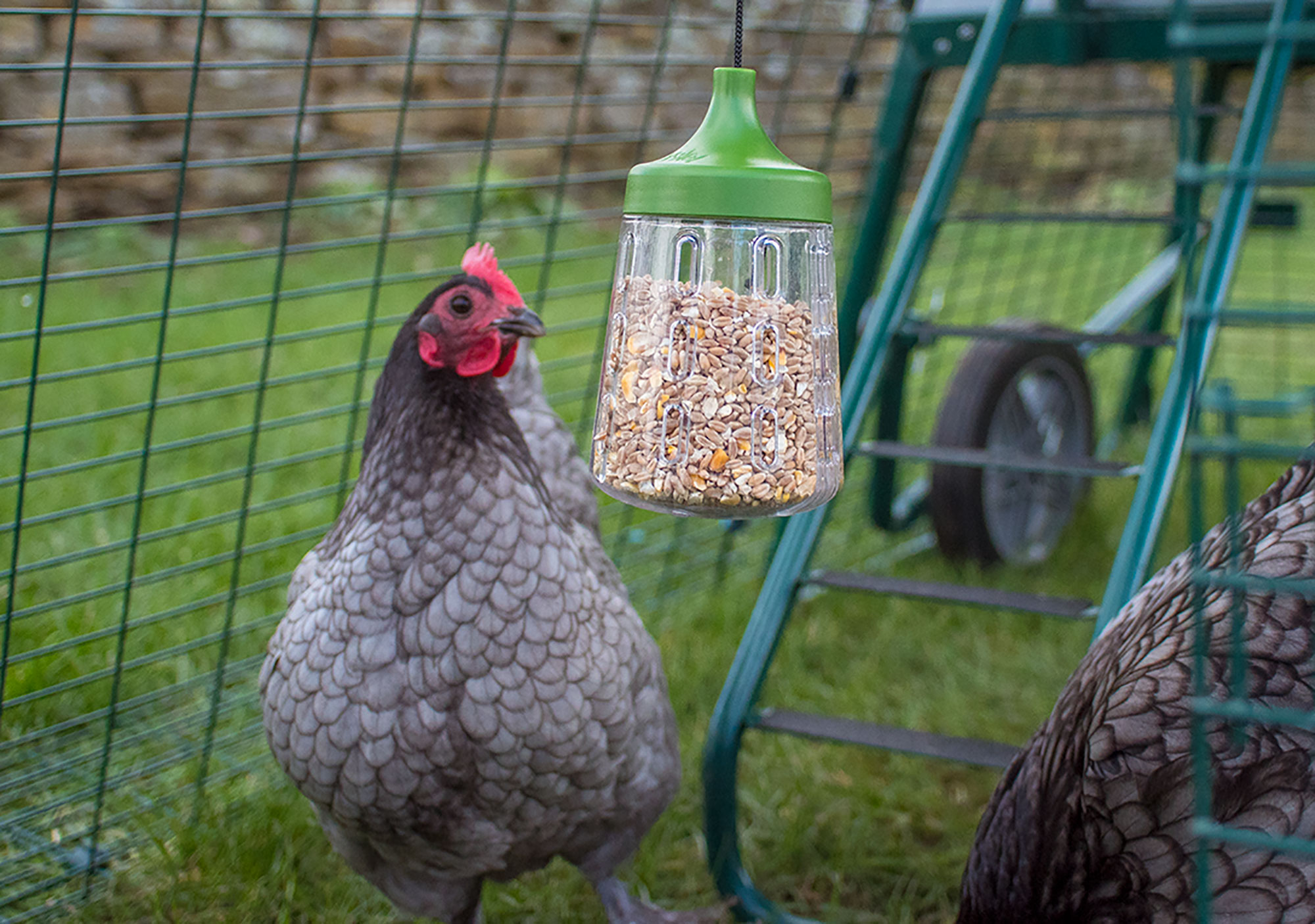 jouet-a-picorer-pour-poules-omlet