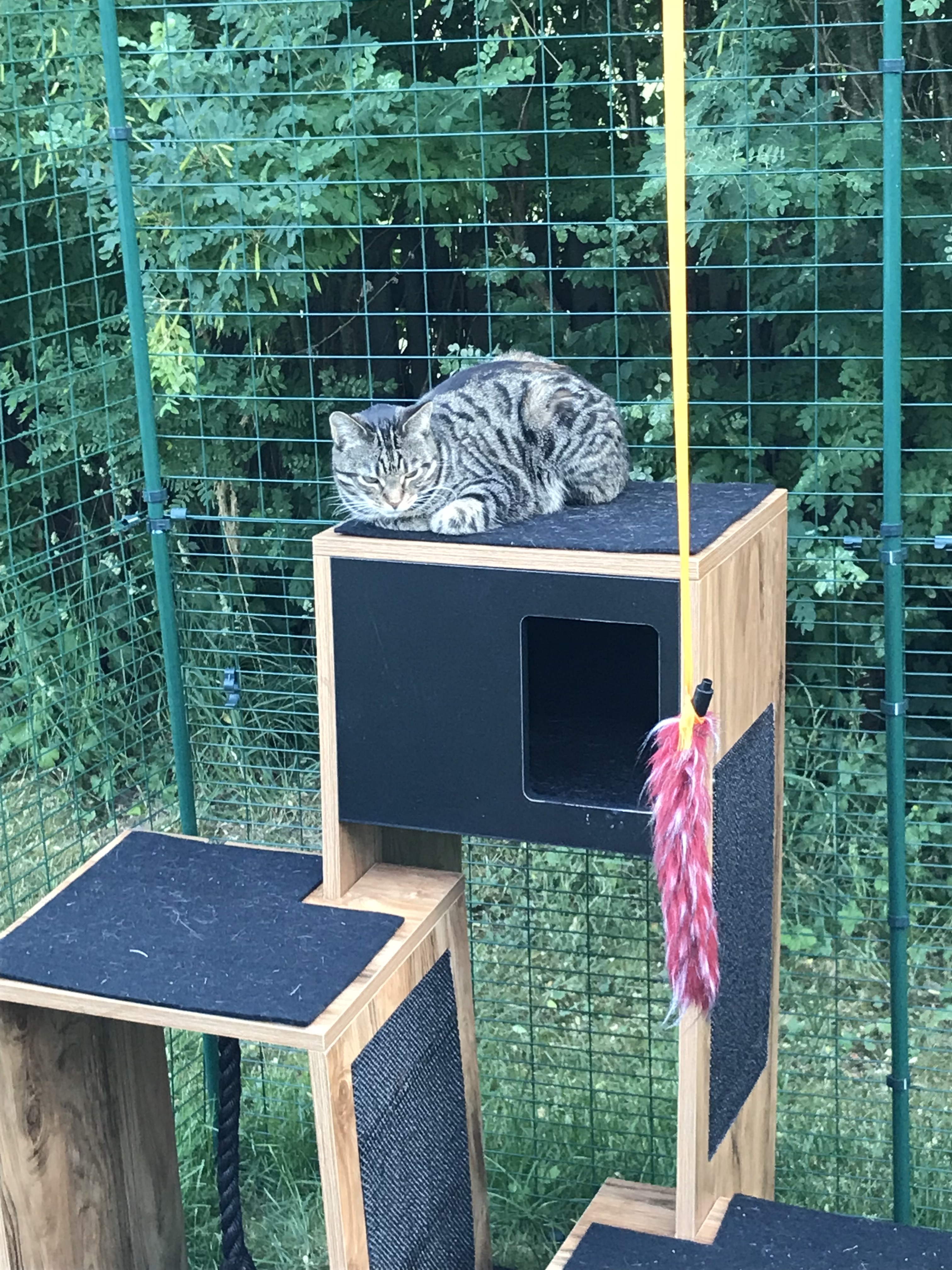 Grand enclos pour chats Chats Omlet