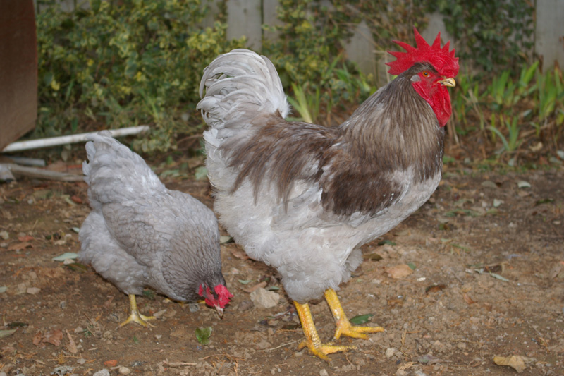 Plymouth Rock For Sale Poules Informations sur les races Omlet — free download