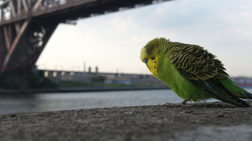 lost budgie