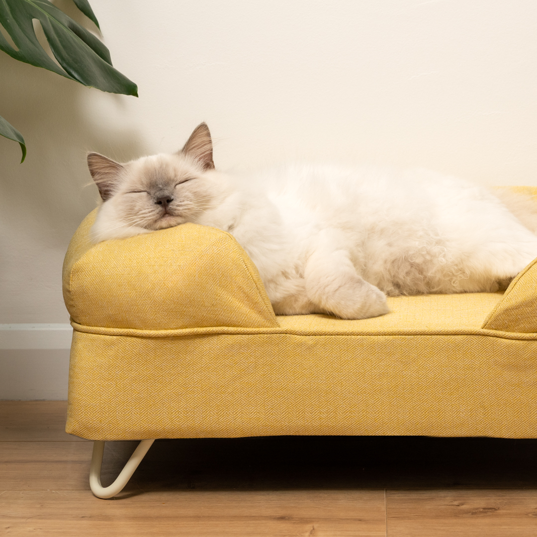 Chat blanc au poil soyeux mignon qui dort sur un panier pour chat Bolster moelleux de couleur jaune avec des pieds en épingle de couleur crème