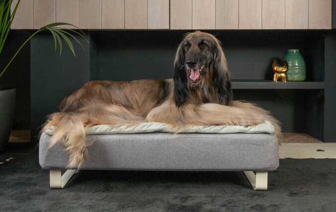 vieux lévrier couché sur le matelas en mousse à mémoire de forme du panier pour chien Topology
