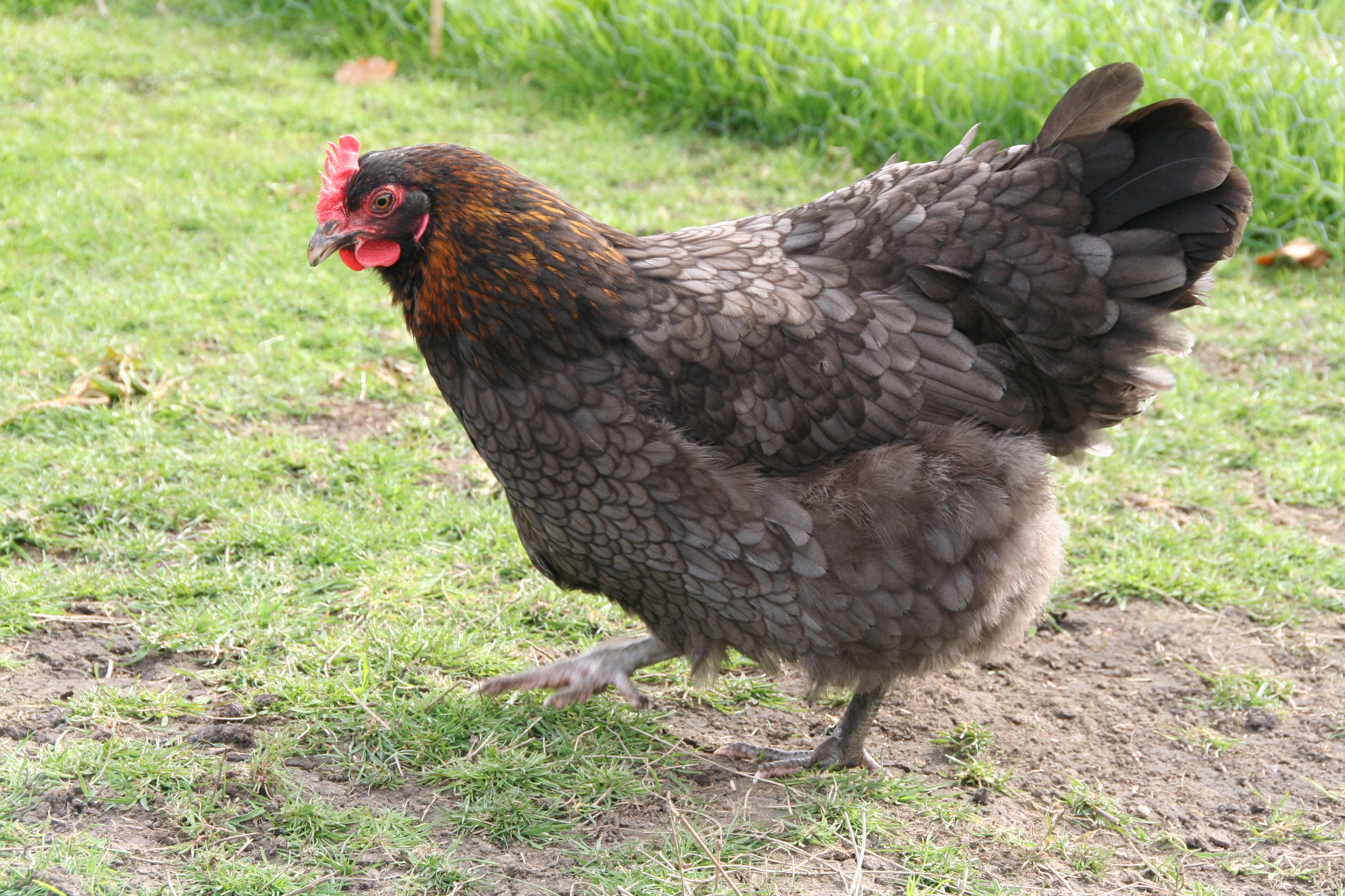 Poule de Marans For Sale Poules Informations sur les races Omlet