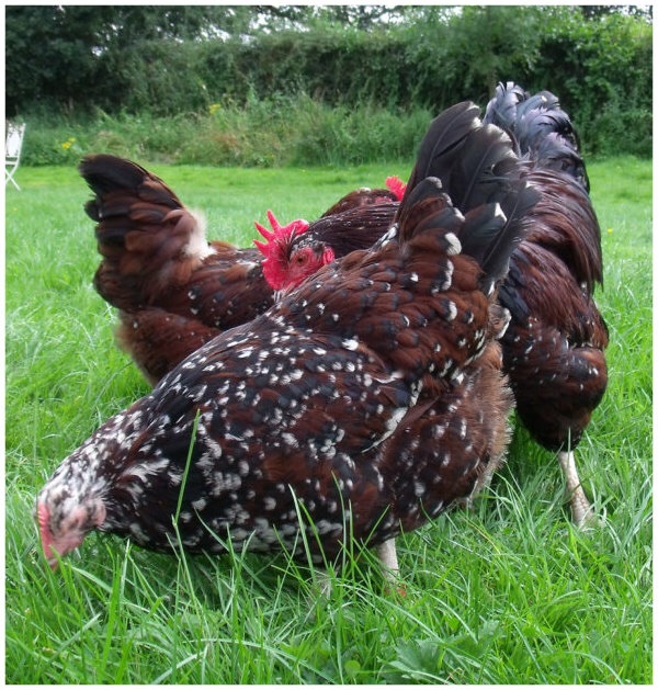 Les magnifiques poules de Marans de Damian Warner qui se promènent à l'air libre dans le jardin en quête de délicieux insectes